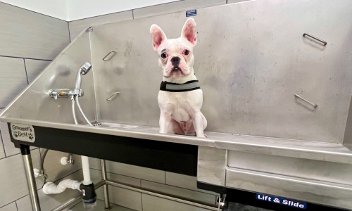 Pet Amenities Cover Image